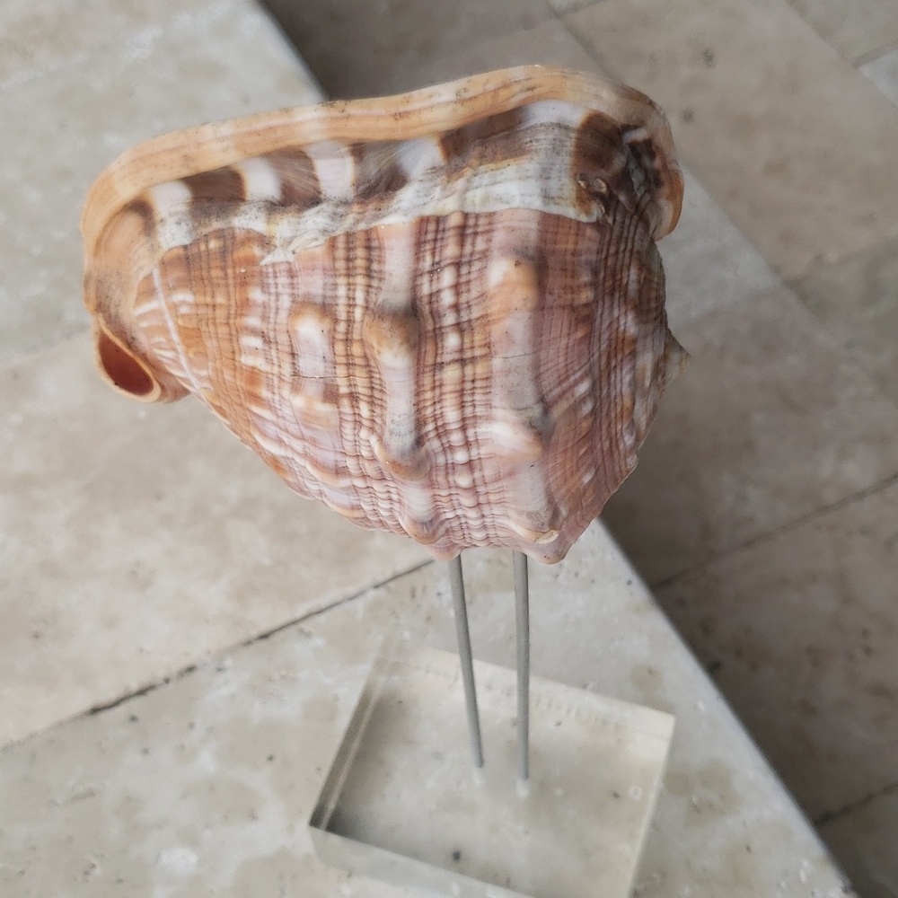 Shell in a lucemite display - Picture 2 of 2